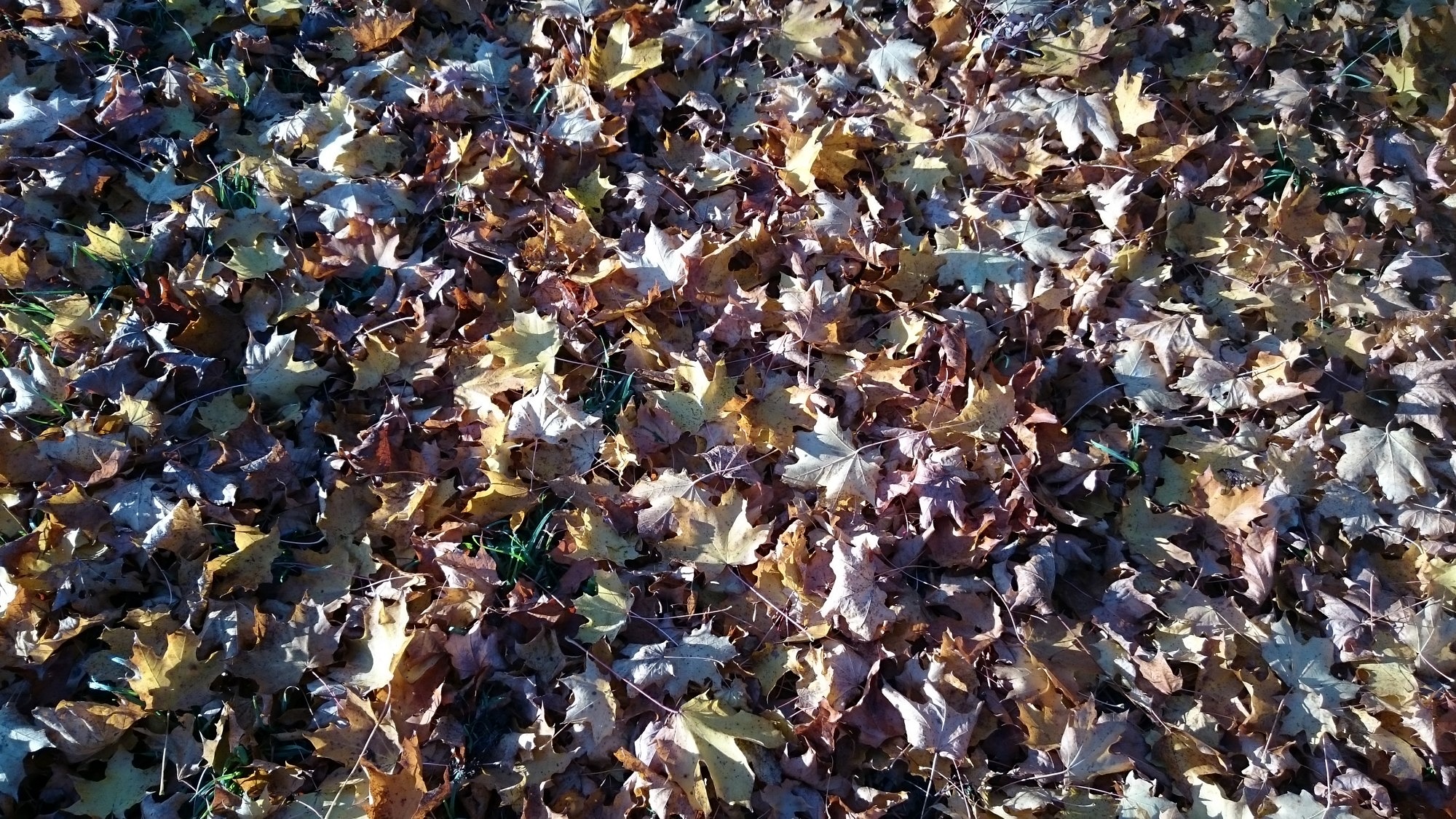 Laubblätter auf dem Boden